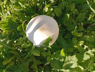 Ένας  κήπος δημιουργικός ! Παίζουμε, φυτεύουμε ! Κάνουμε μάθημα!