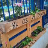 Ροζ χρυσάνθεμα