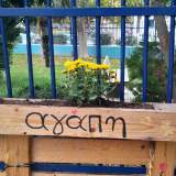 Κίτρινα χρυσάνθεμα