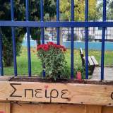 Κόκκινα χρυσάνθεμα