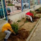 Οι μαθητές φυτεύουν τα δέντρα.