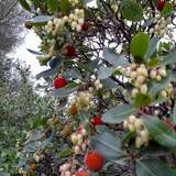 Τα φρούτα του δάσους μας ,στον Υμηττό ,μας περιμένουν να τα γευτούμε !!!