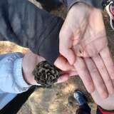 Ένα σποράκι πεύκου στα χέρια των παιδιών της Στ'2 από της επίσκεψη στο πεδίο του ΚΠΕ Λαυρίου.